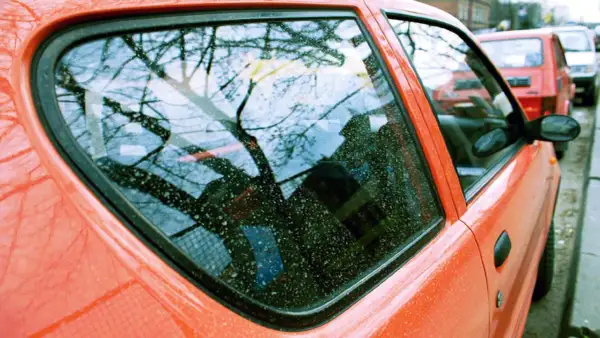 Widok na brudną szybę auta z odbiciem drzew. Dowiedz się, jak usunąć żywicę z szyby auta, by znów była czysta.